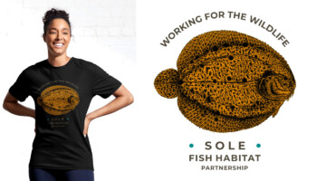sole fish